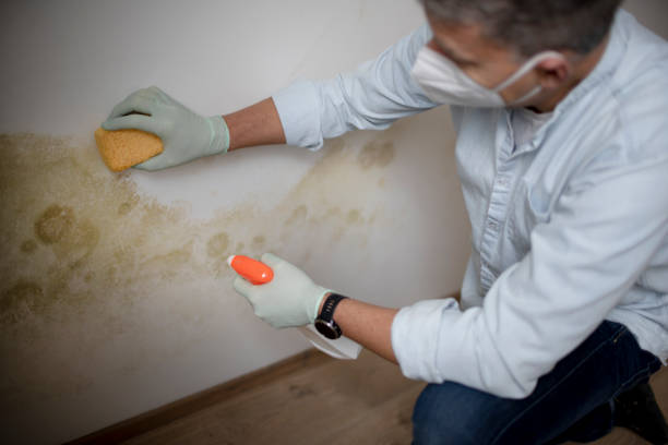 Best Attic Mold Remediation in Shavano Park, TX