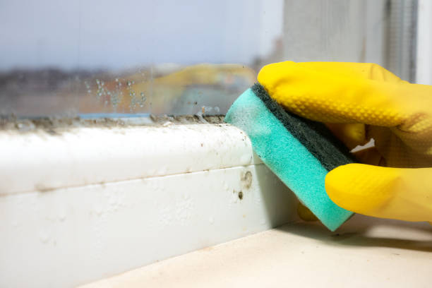 Best Basement Mold Remediation in Shavano Park, TX