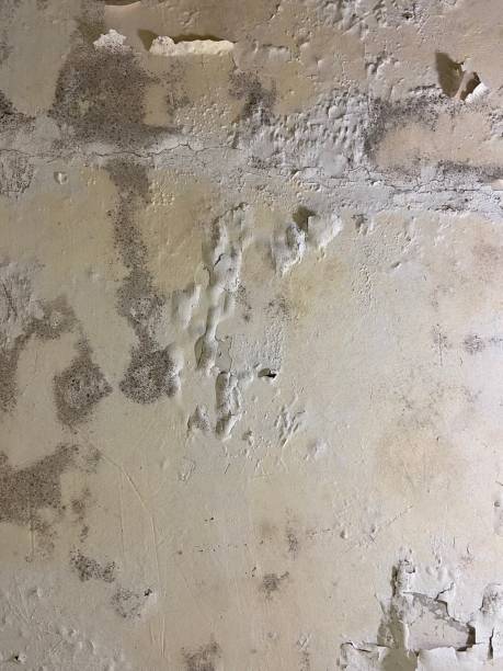 Best Kitchen Mold Remediation in Shavano Park, TX